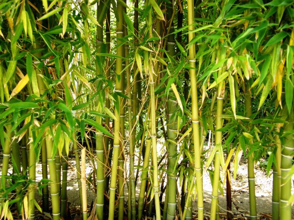 Le bambou, pour faire le plein de minéraux