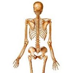 Phytotherapie et santé du squelette