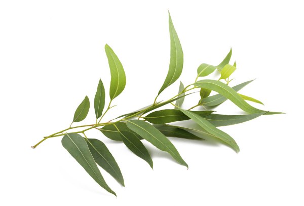 Leucalyptus est une solution pour les problèmes du système respiratoire